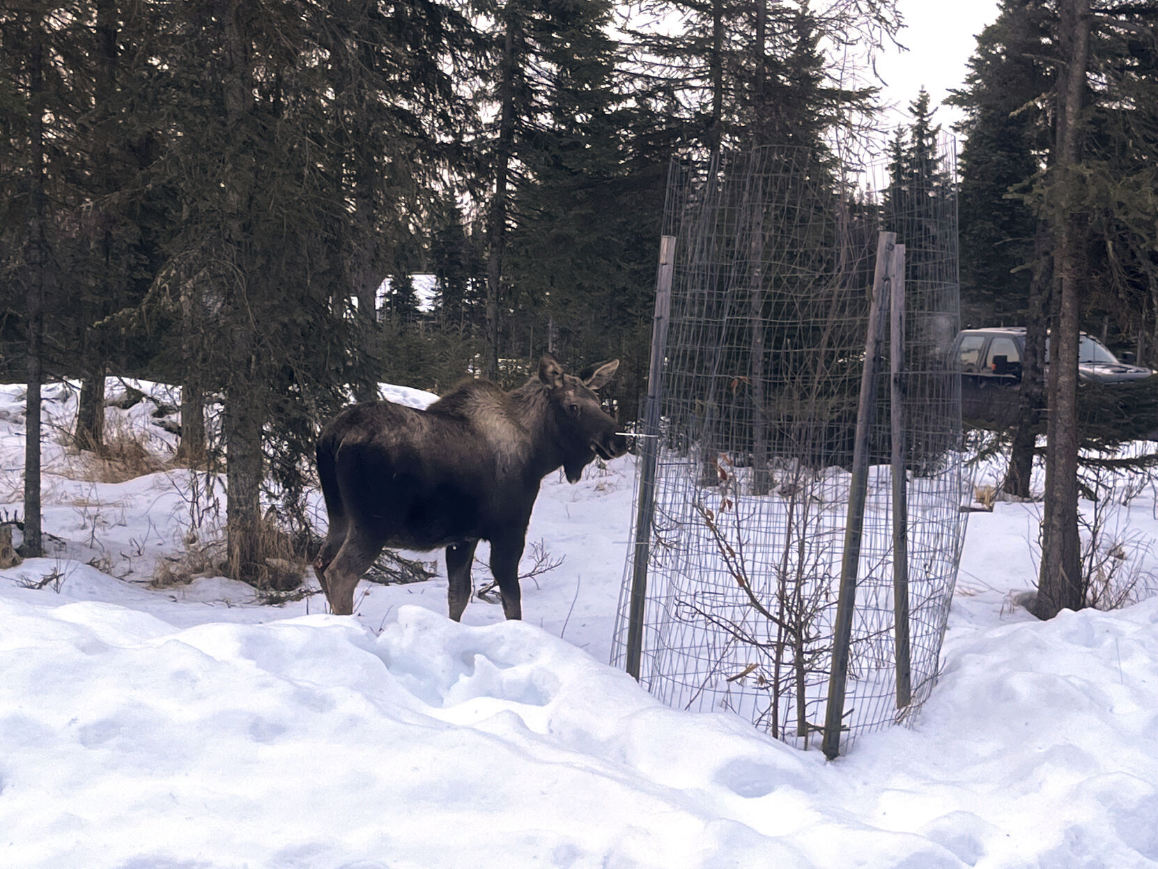 Alaska-Moose Rescue
